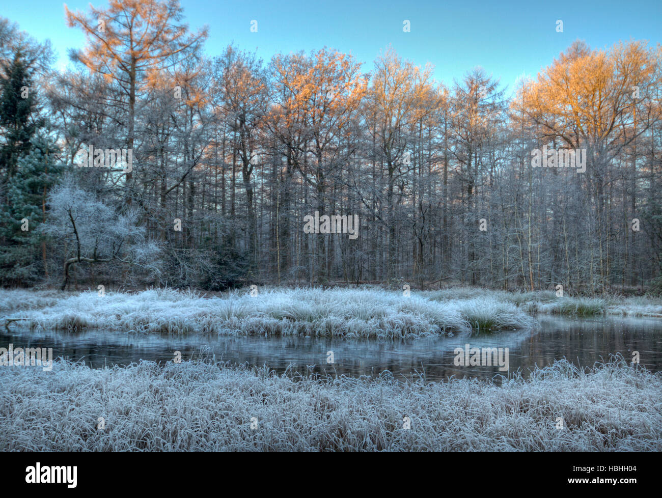 Première lumière du soleil sur la cime des arbres au-dessus d'un lac gelé dans la forêt sur un matin froid Banque D'Images