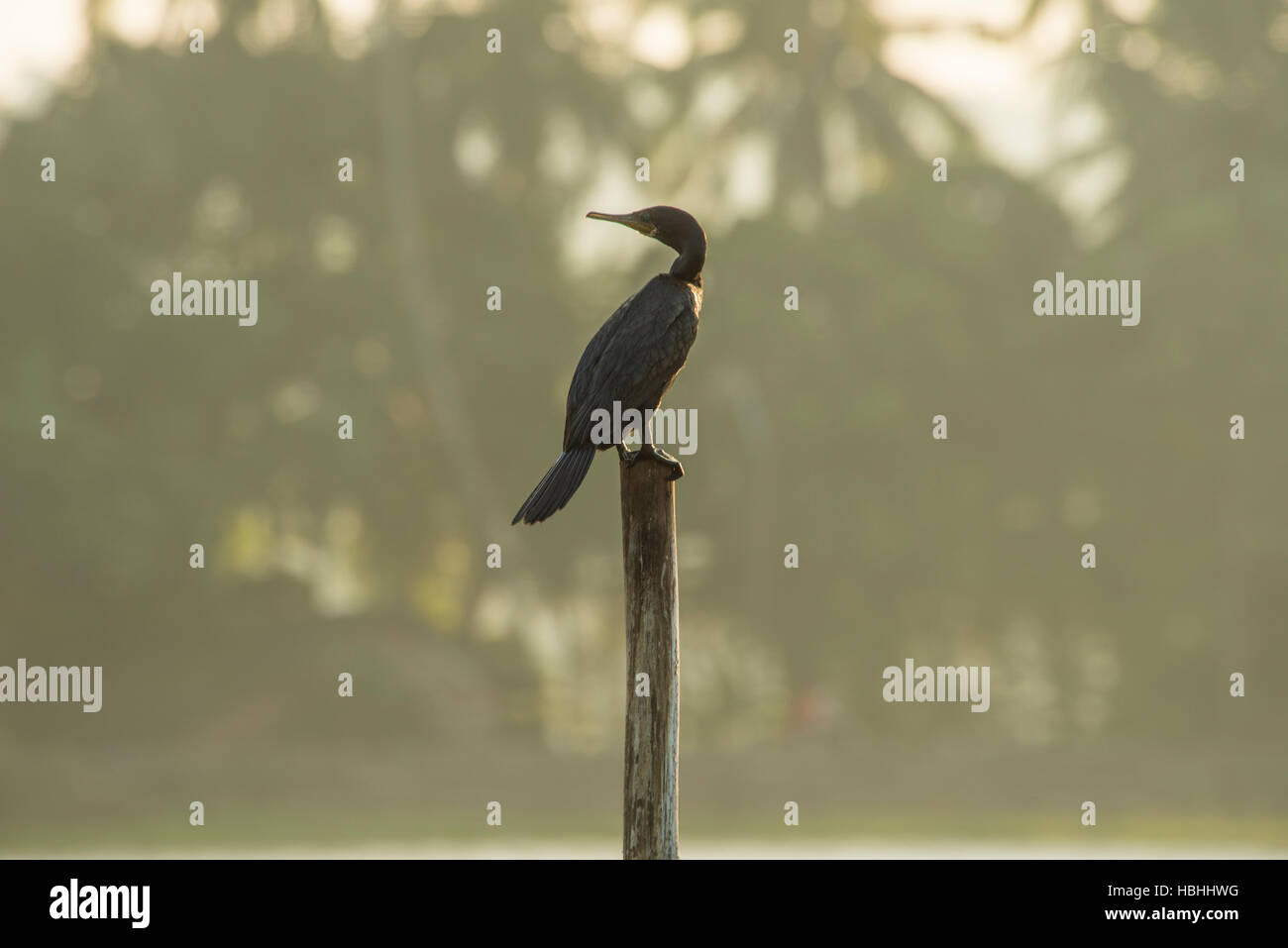 Karmali Lake à Goa est un minuscule point d'observation des oiseaux. Banque D'Images