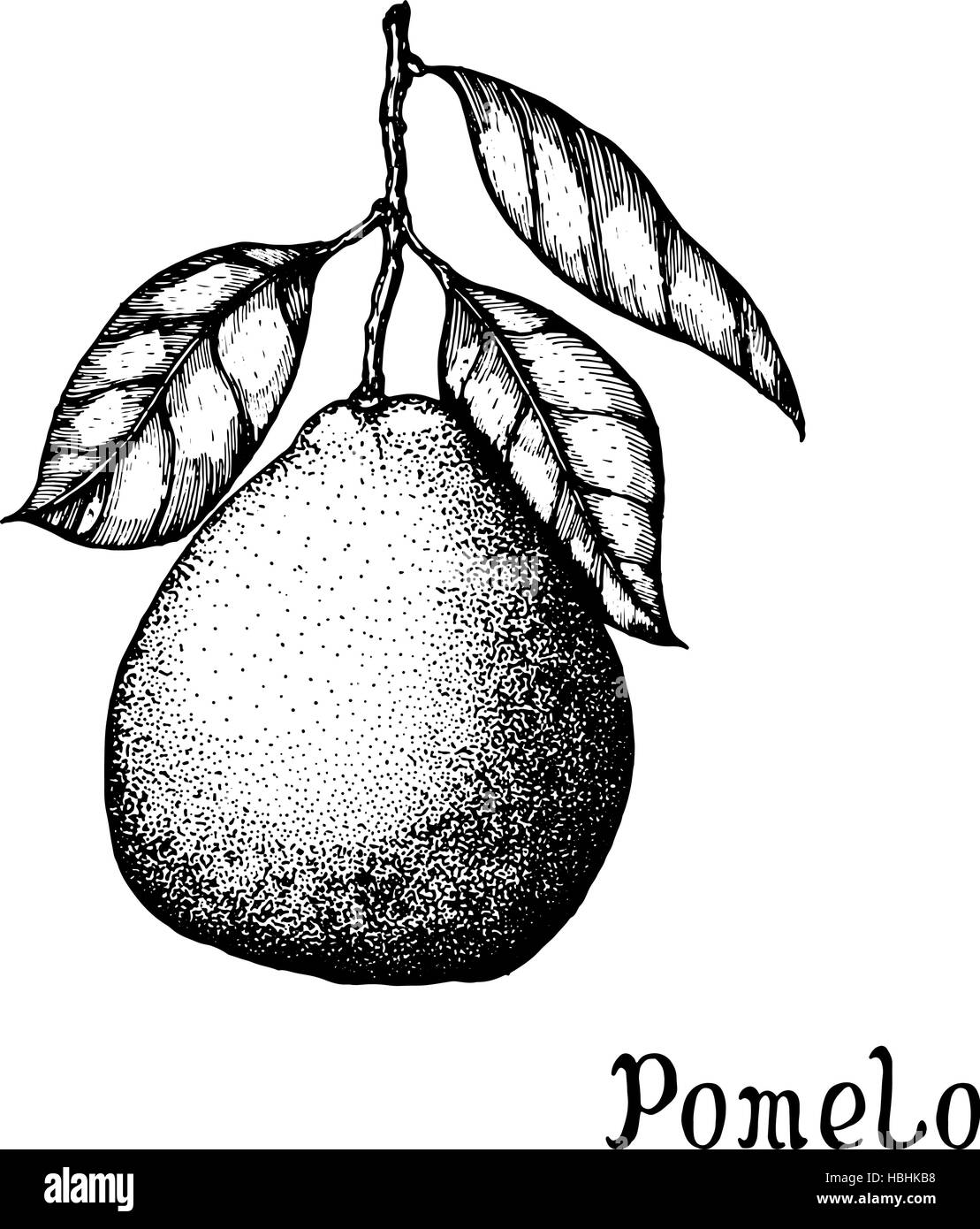 Hand drawn pomelo isolé sur fond blanc. Illustration de Vecteur