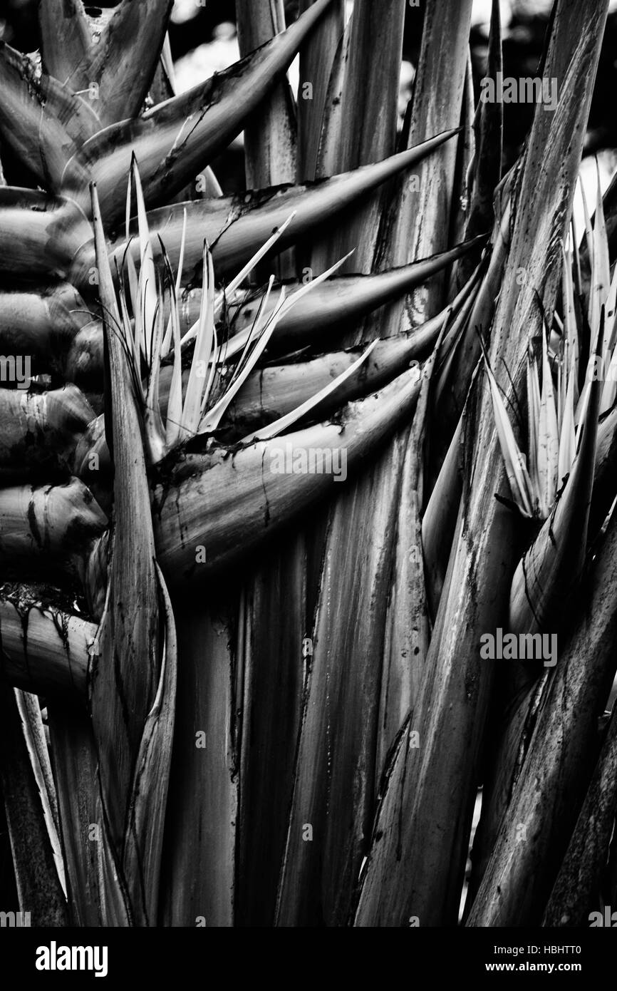 Les oiseaux de paradis monochrome à Bangkok, Thaïlande. Banque D'Images