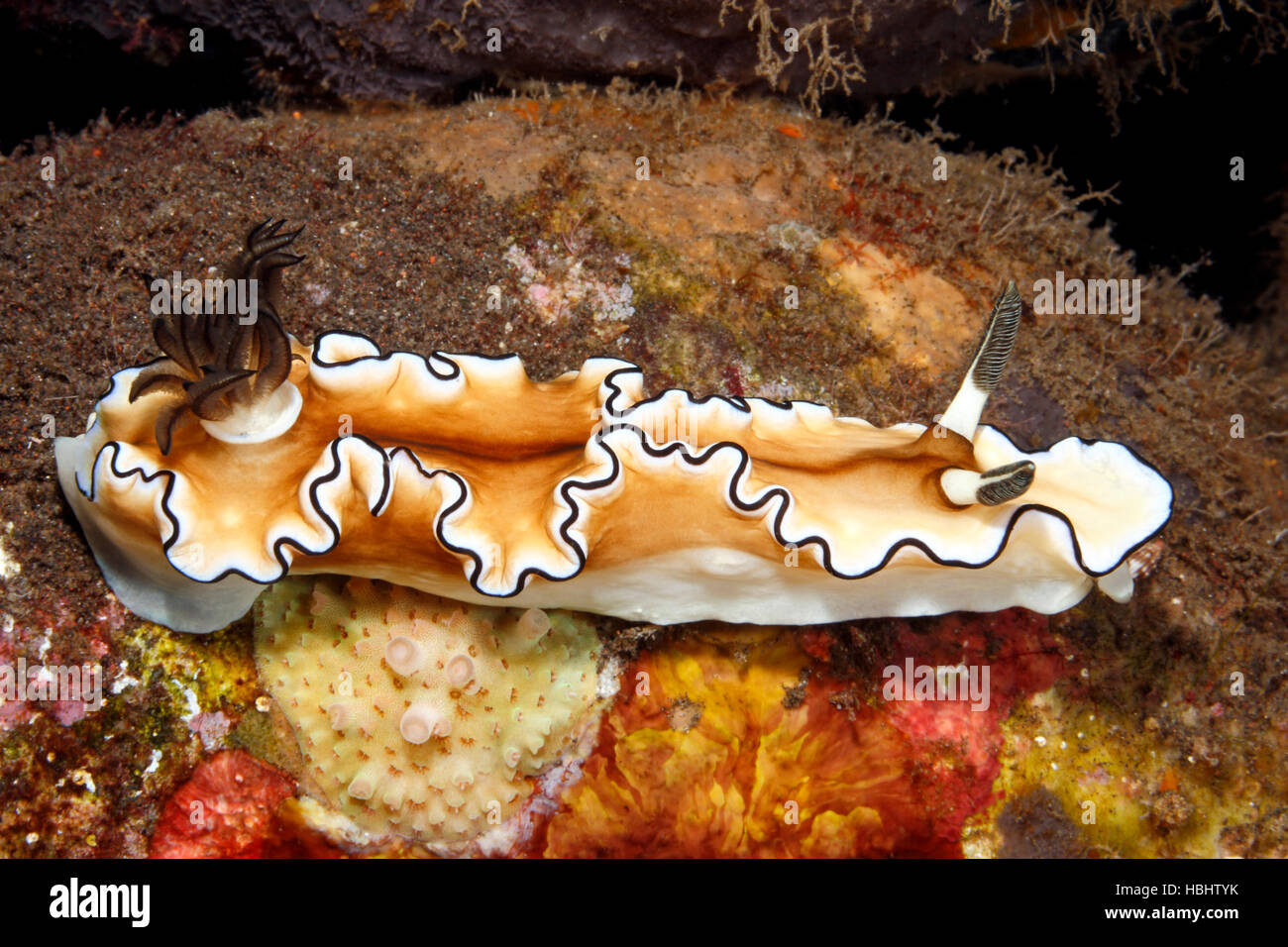 Nudibranche, Doriprismatica atromarginata. Glossodoris atromarginata auparavant. Tulamben, Bali, Indonésie. La mer de Bali, de l'Océan Indien Banque D'Images