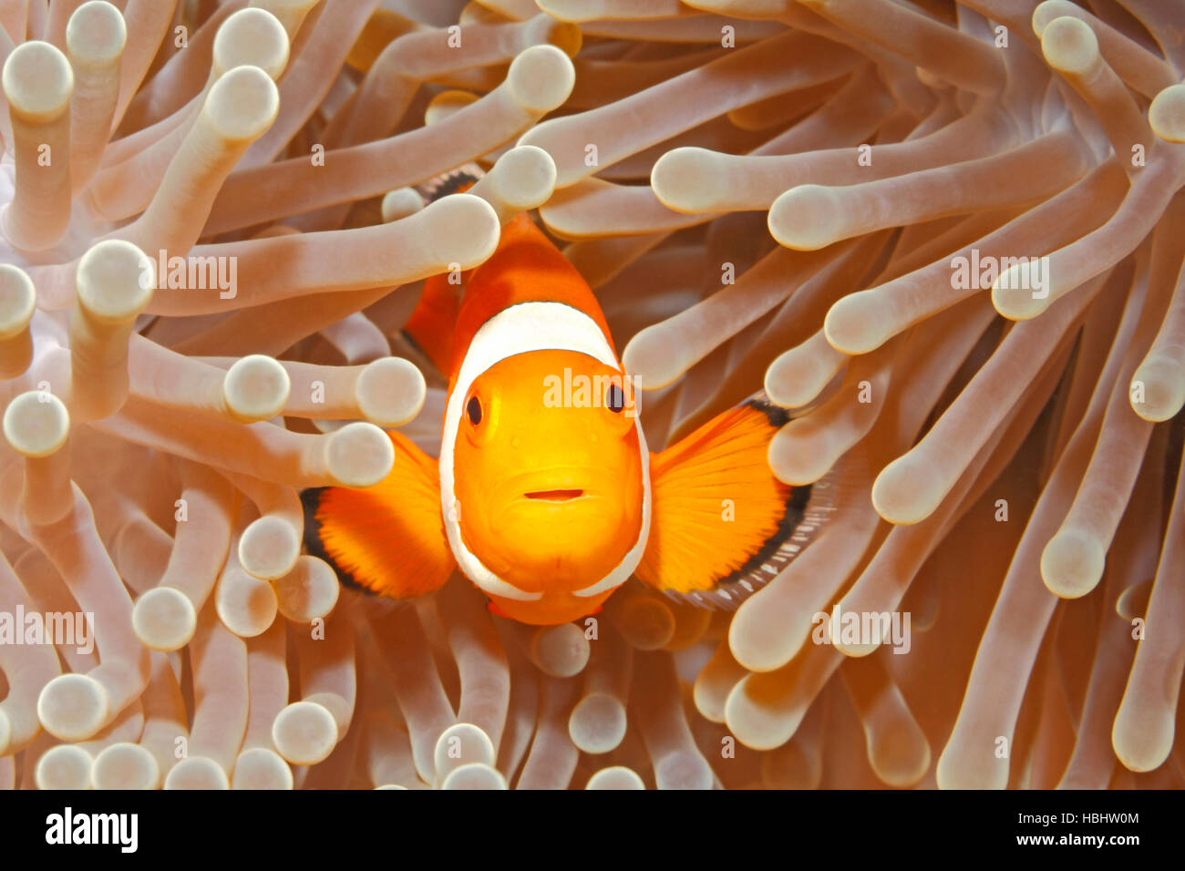poisson-clown-amphiprion-ocellaris-clown-piscine-entre-les-tentacules