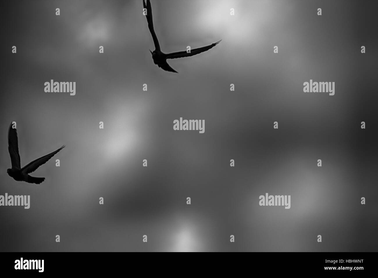 Deux oiseaux voler près de la gare de Hua Lamphong à Bangkok, Thaïlande. Banque D'Images