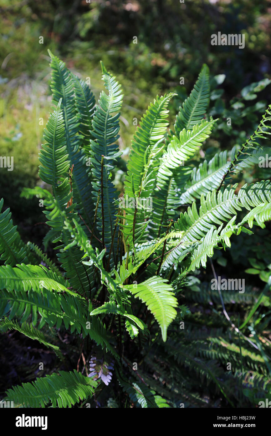 Hard fern, Blechnum spicant Banque D'Images