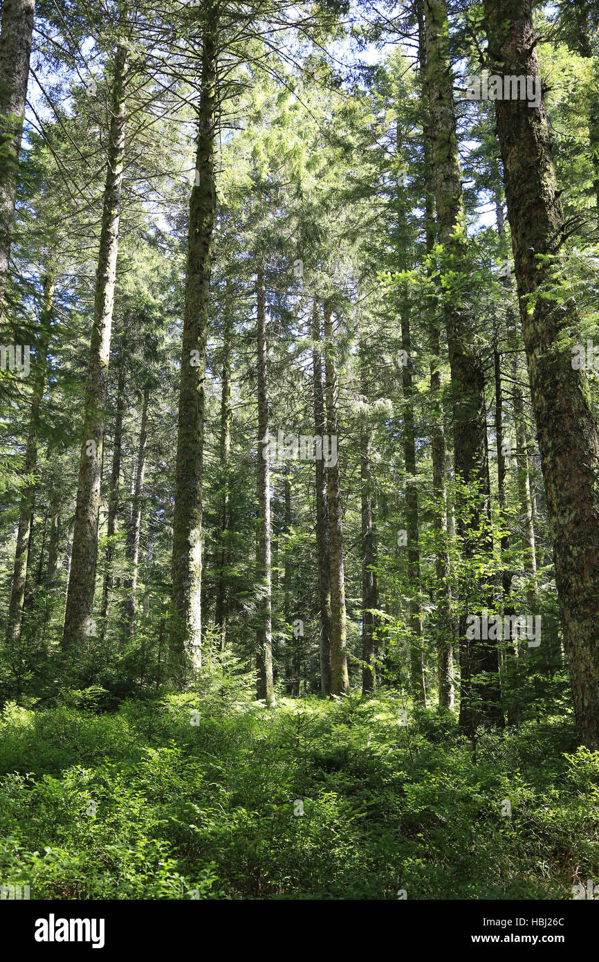 Forêt mixte avec rajeunissement naturel Banque D'Images