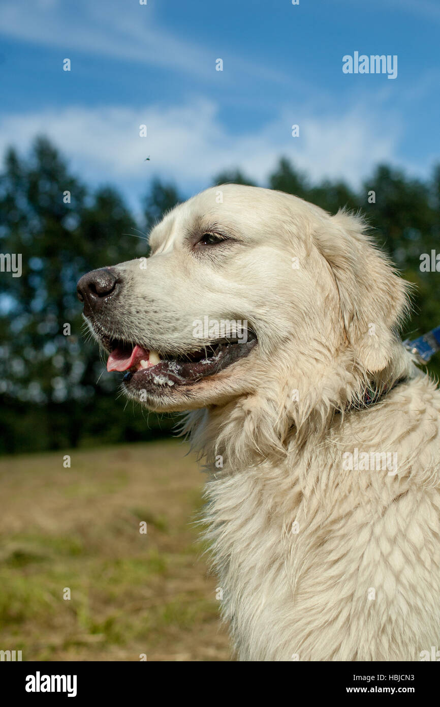 Retriever close-up head Banque D'Images