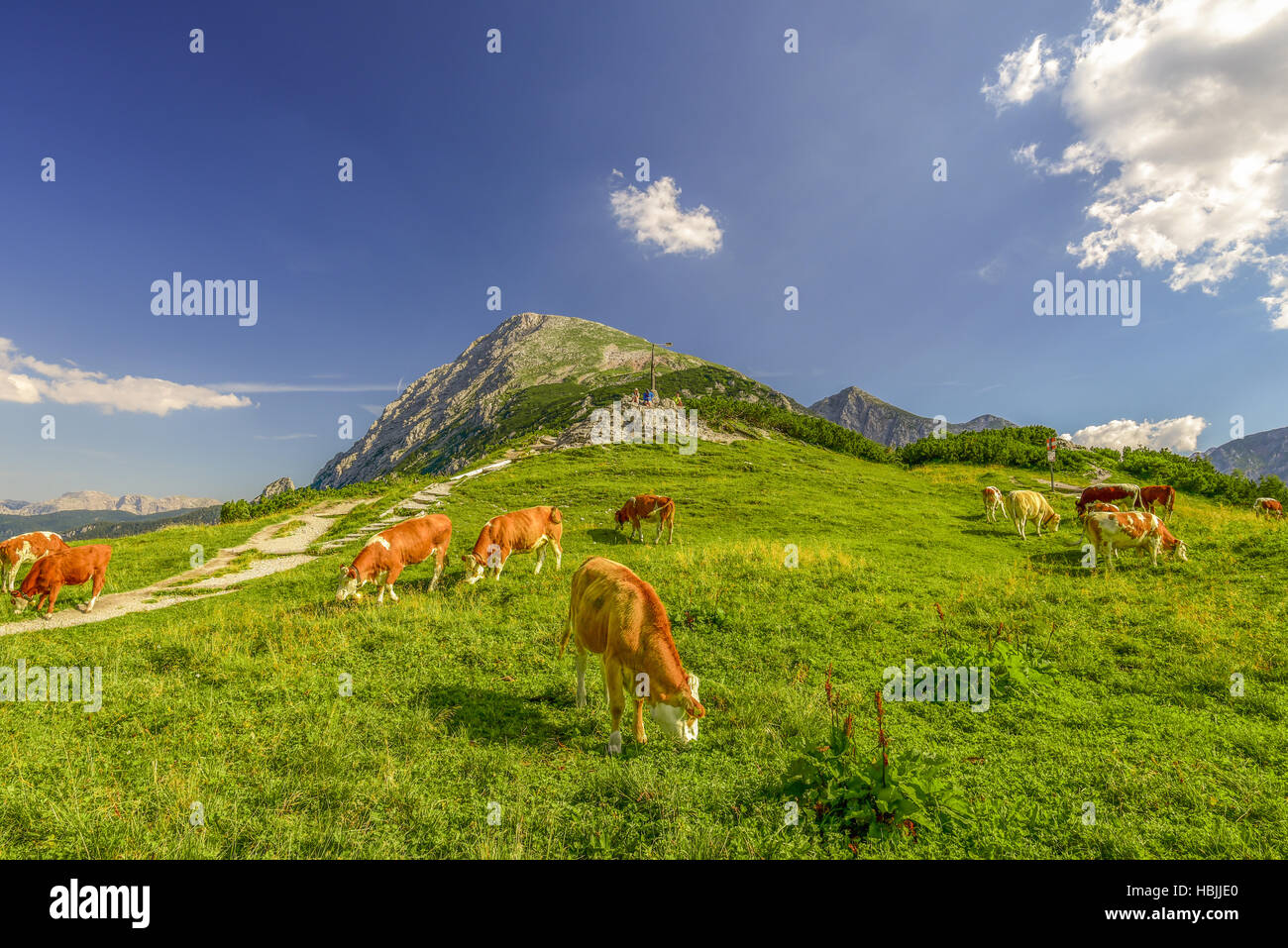 Cattles sur pré alpin Banque D'Images