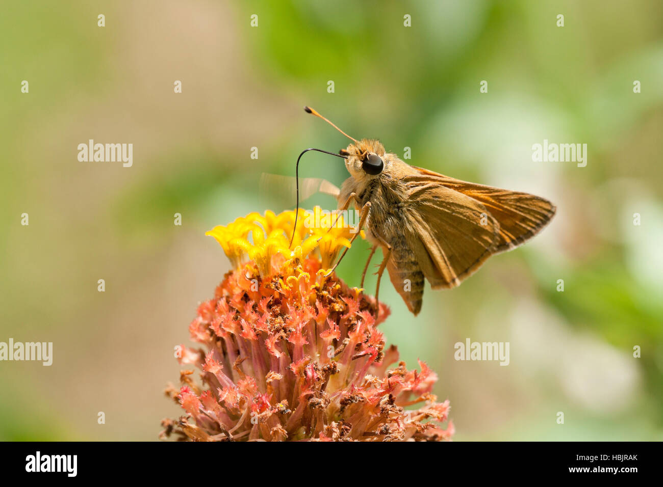 Skipper Sachem (Atalopedes campestris papillon) se nourrissant de fleur - Virginia USA Banque D'Images