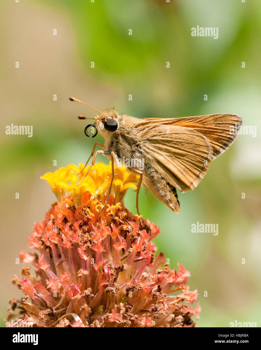 Skipper Sachem (Atalopedes campestris papillon) se nourrissant de fleur - Virginia USA Banque D'Images