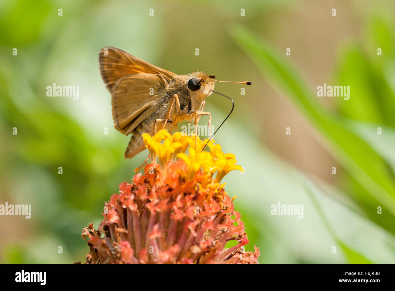 Skipper Sachem (Atalopedes campestris papillon) se nourrissant de fleur - Virginia USA Banque D'Images