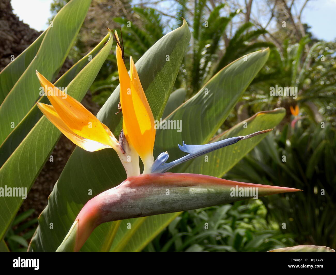 Oiseau du Paradis plante Banque D'Images