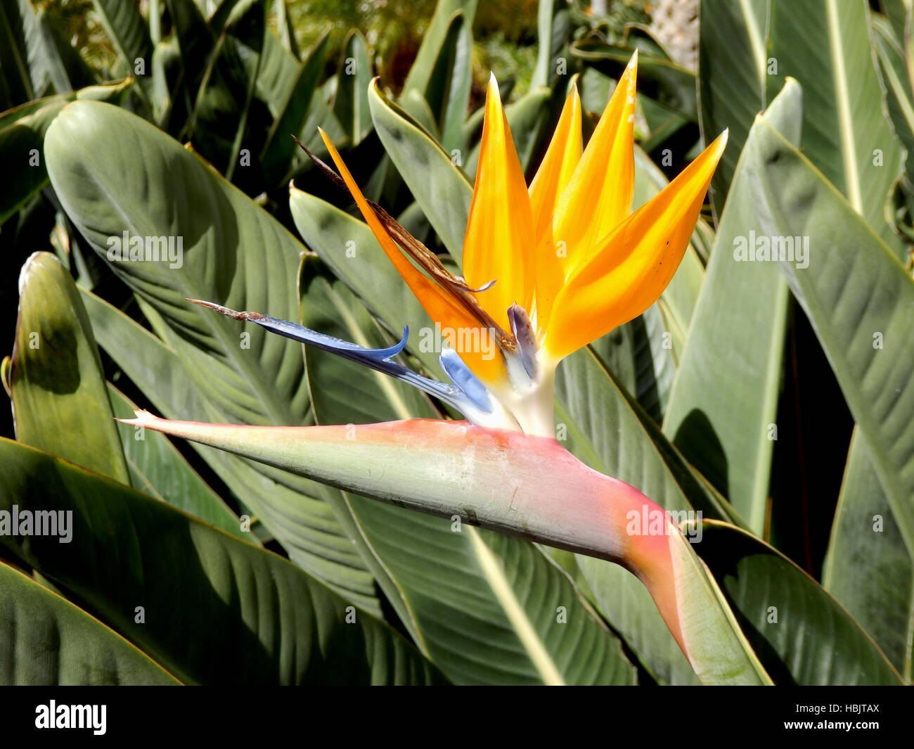Oiseau du Paradis plante Banque D'Images