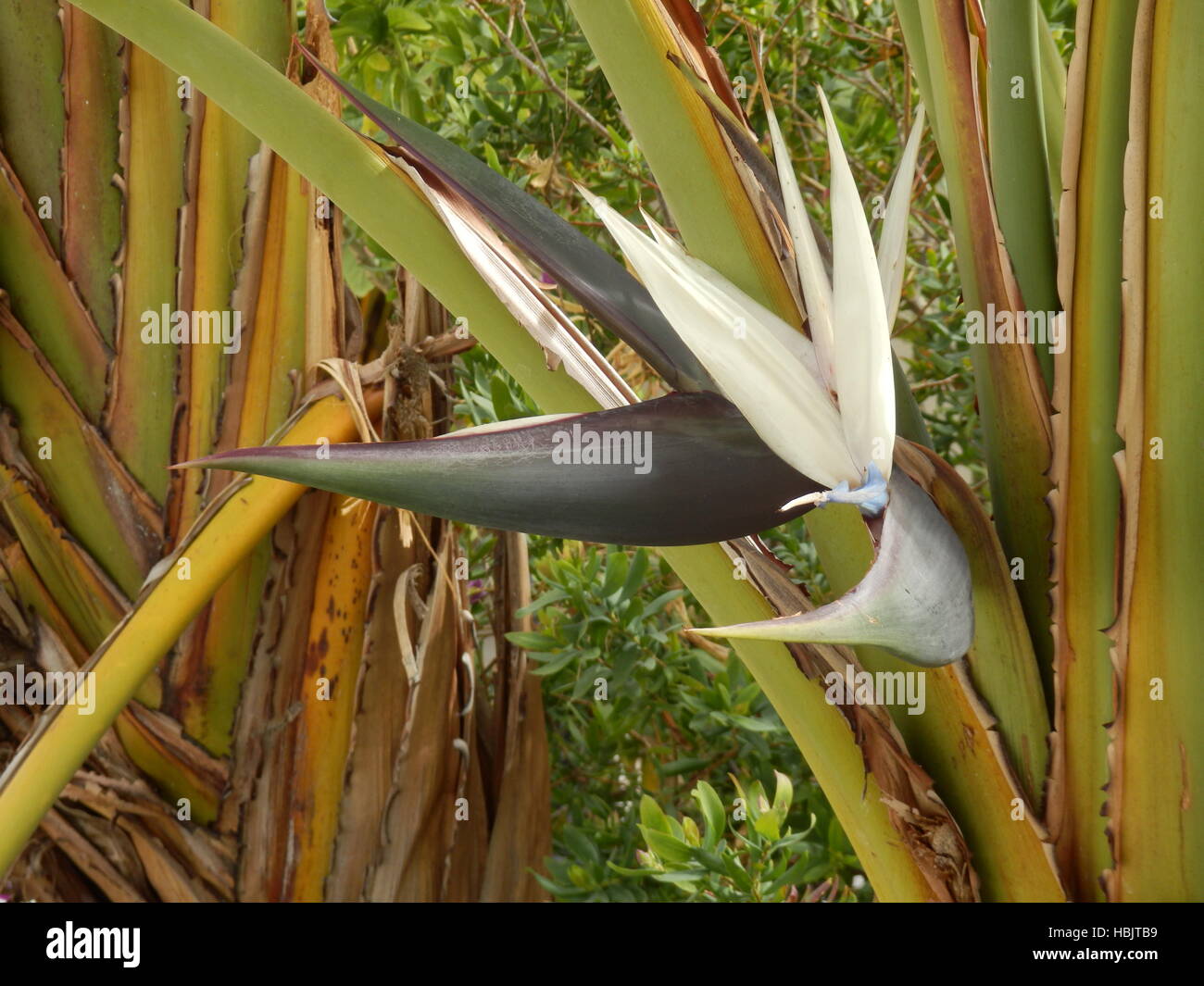 Oiseau de Paradis géant Plant Banque D'Images