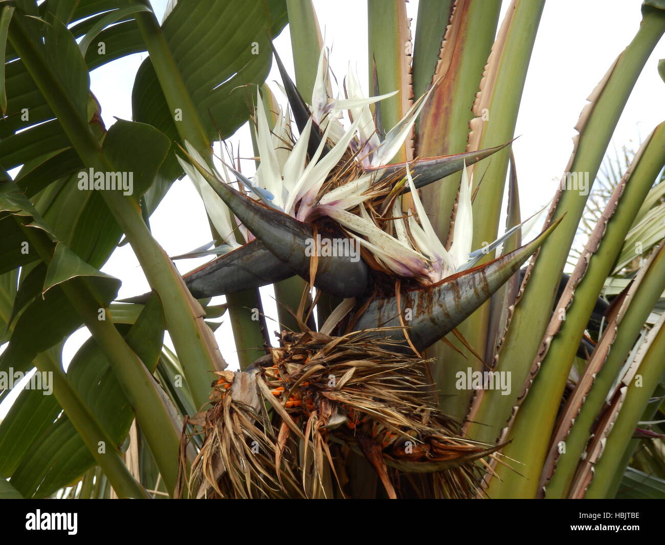 Oiseau de Paradis géant Plant Banque D'Images