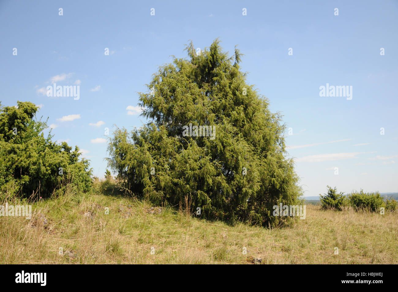 Le genévrier commun Juniperus communis, Banque D'Images