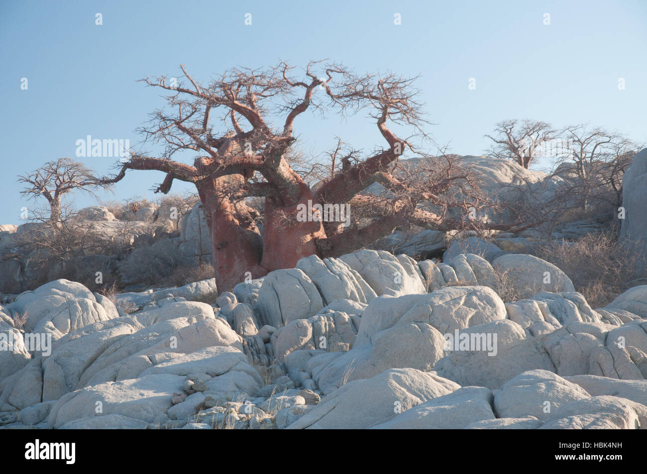 Baobab parmi les rochers de granit Banque D'Images