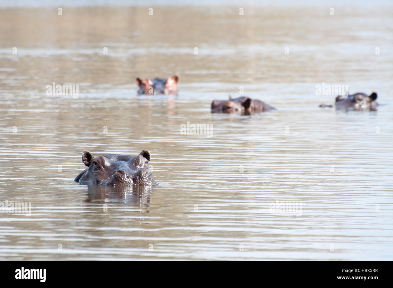 Dans le lac d'hippopotame Banque D'Images