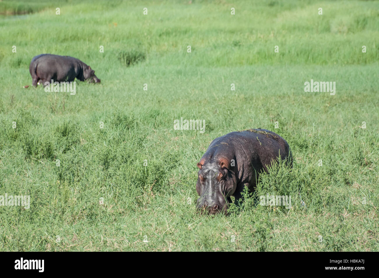 Hippopotames dans Green Field Banque D'Images