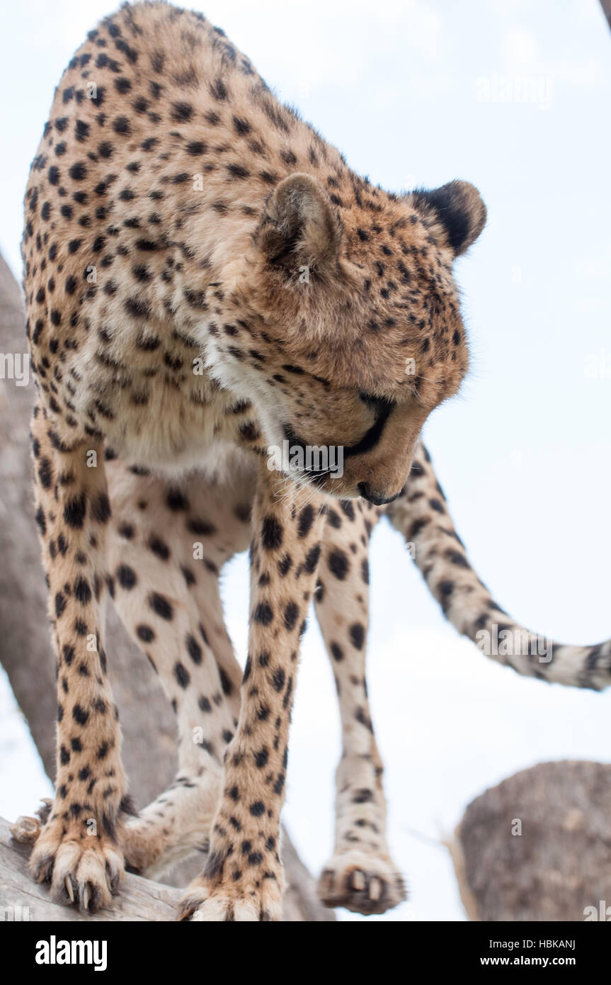 Guépard en arbre Banque D'Images