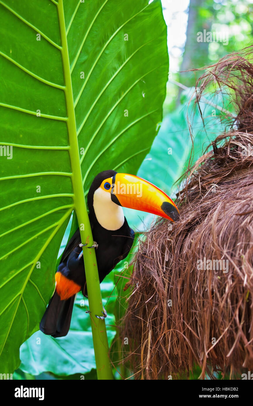 Grand oiseau au plumage coloré Banque D'Images