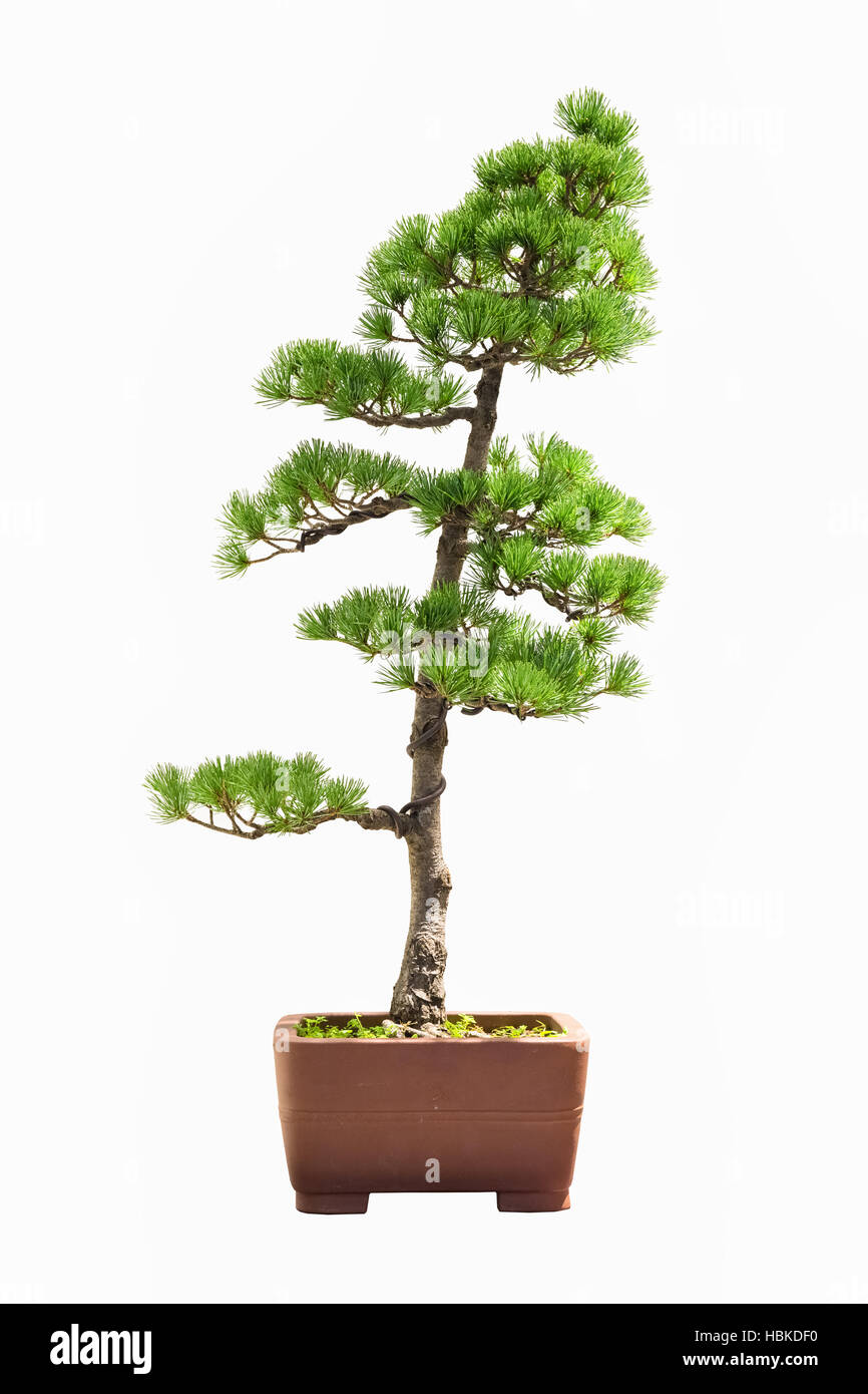 bonsaï de pin Banque D'Images
