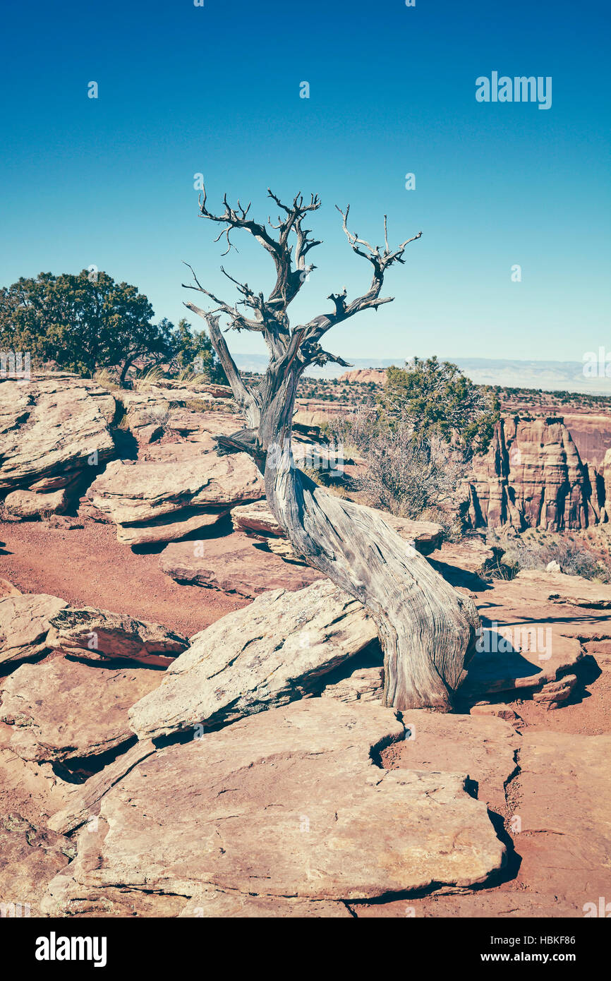 Cross traitées arbre mort, le réchauffement de la notion, le Colorado National Monument, Colorado, USA Banque D'Images