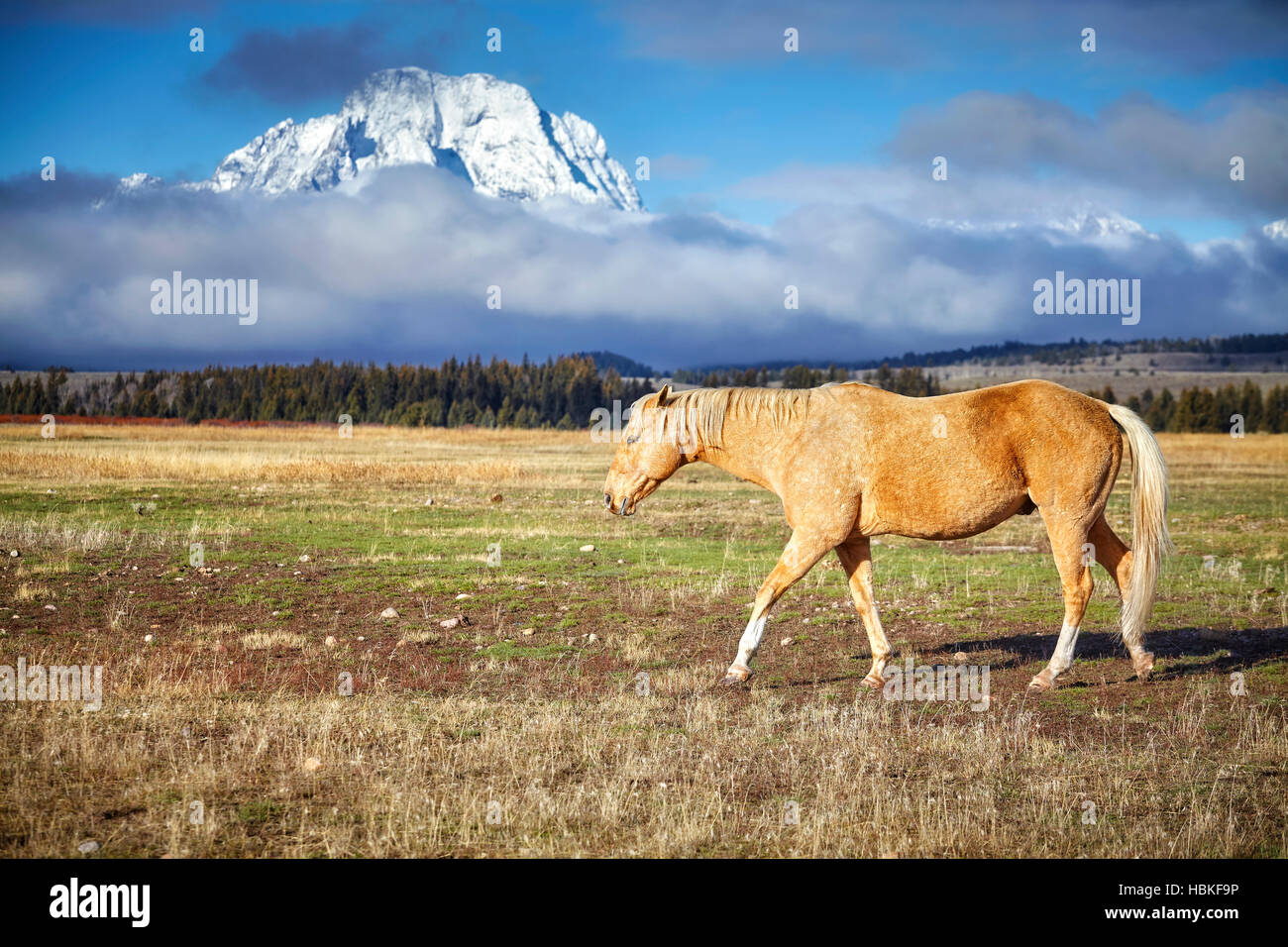 Le pâturage cheval dans le Parc National de Grand Teton, Wyoming, États-Unis. Banque D'Images Le pâturage cheval dans le Parc National de Grand Teton, Wyoming, États-Unis. Banque D'Images