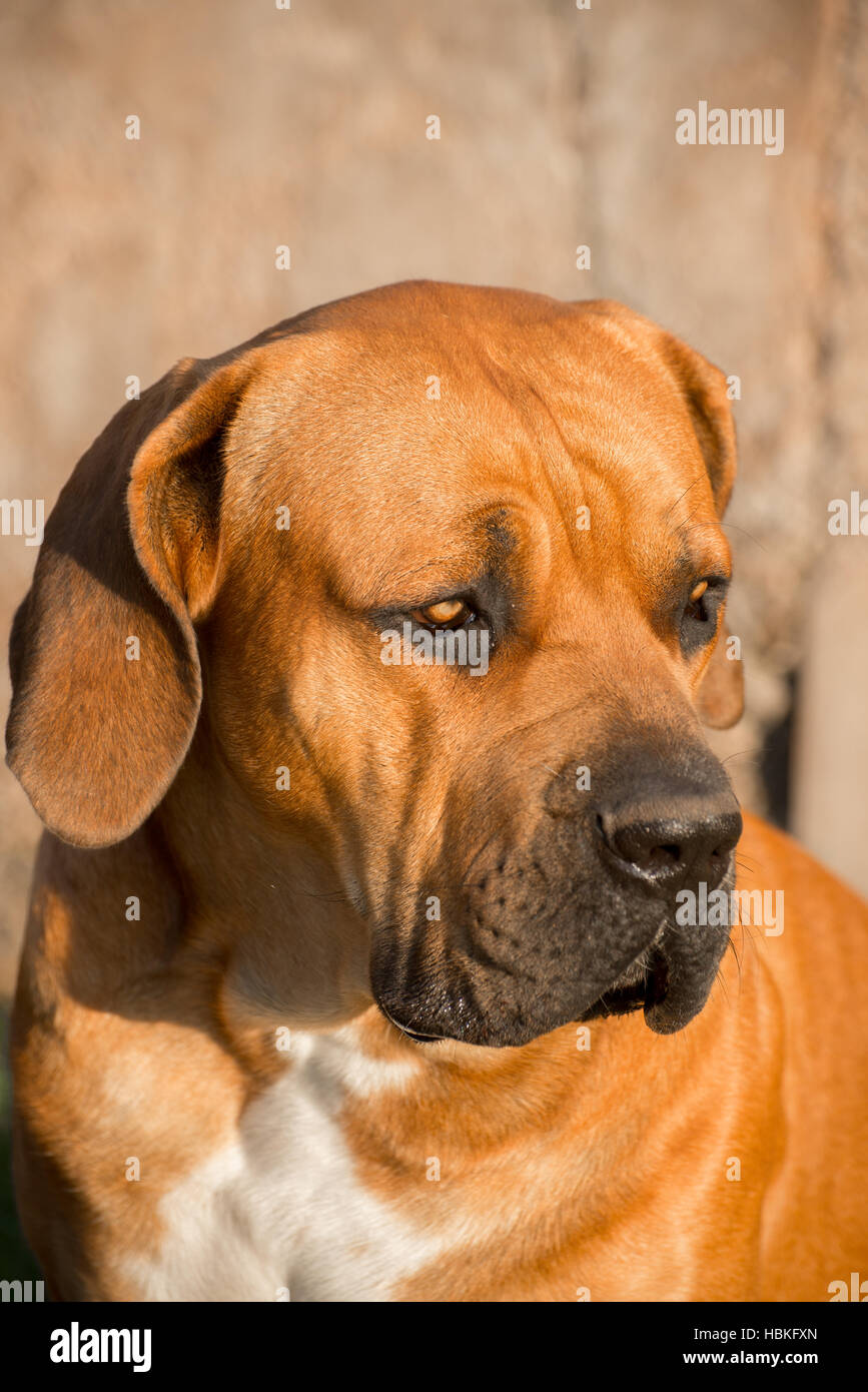 Visage de jeune mâle chien boerboel Banque D'Images