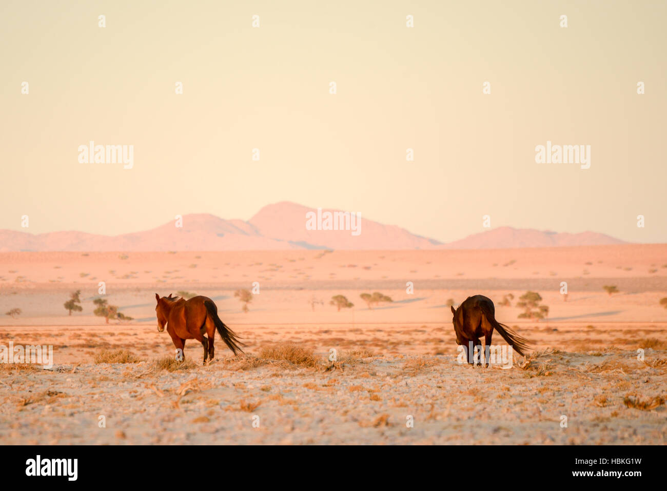 Chevaux marche loin dans le désert. Banque D'Images