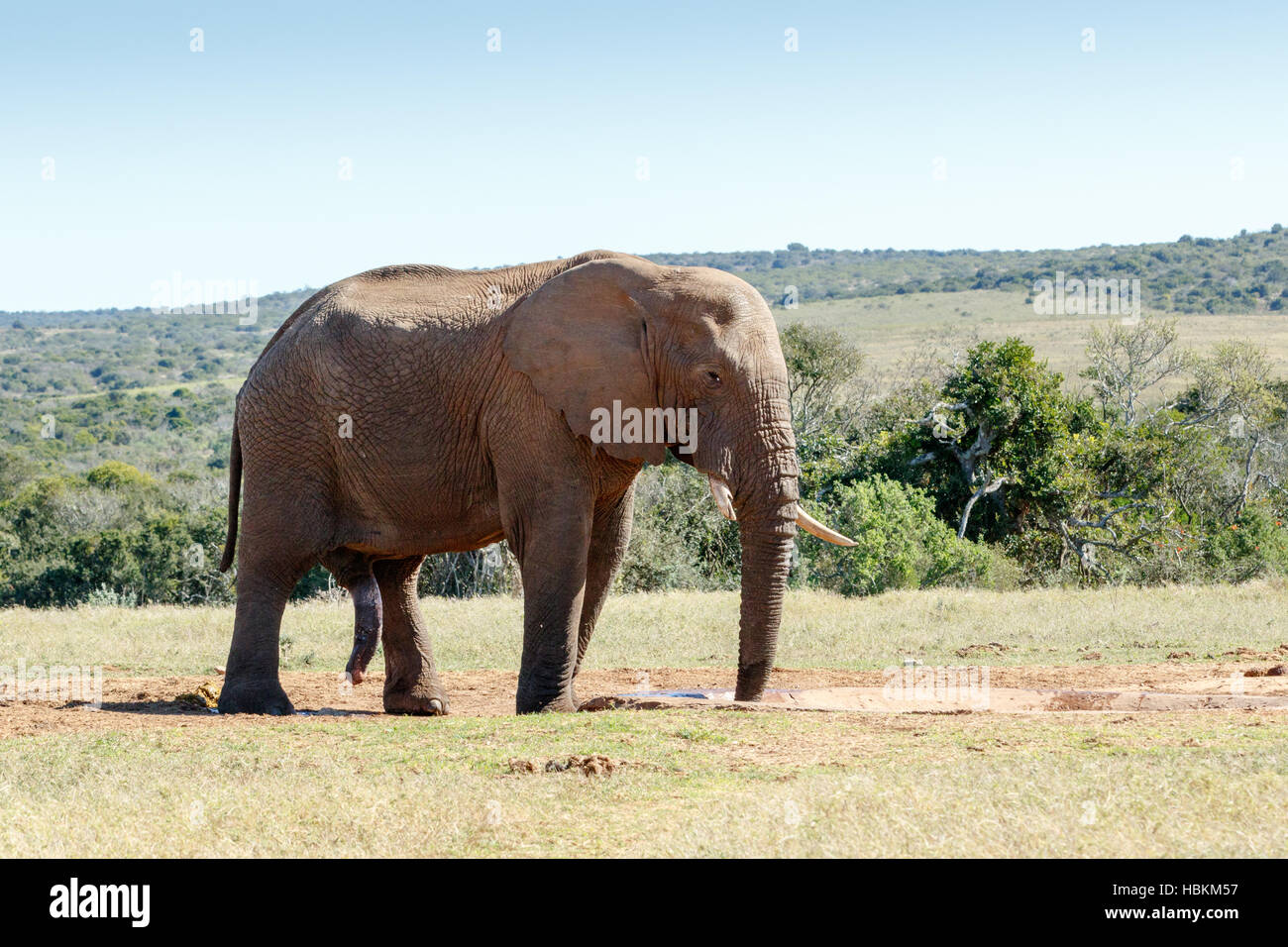 C'est la pendaison - African Bush Elephant Banque D'Images