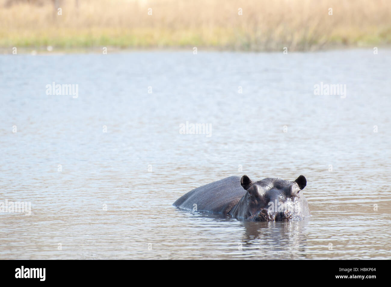 Hippopotame dans l'eau Banque D'Images