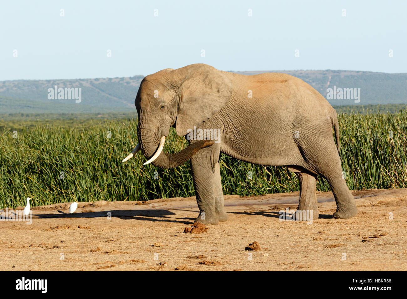 Voler des oiseaux volent la brousse africaine Elephant Banque D'Images