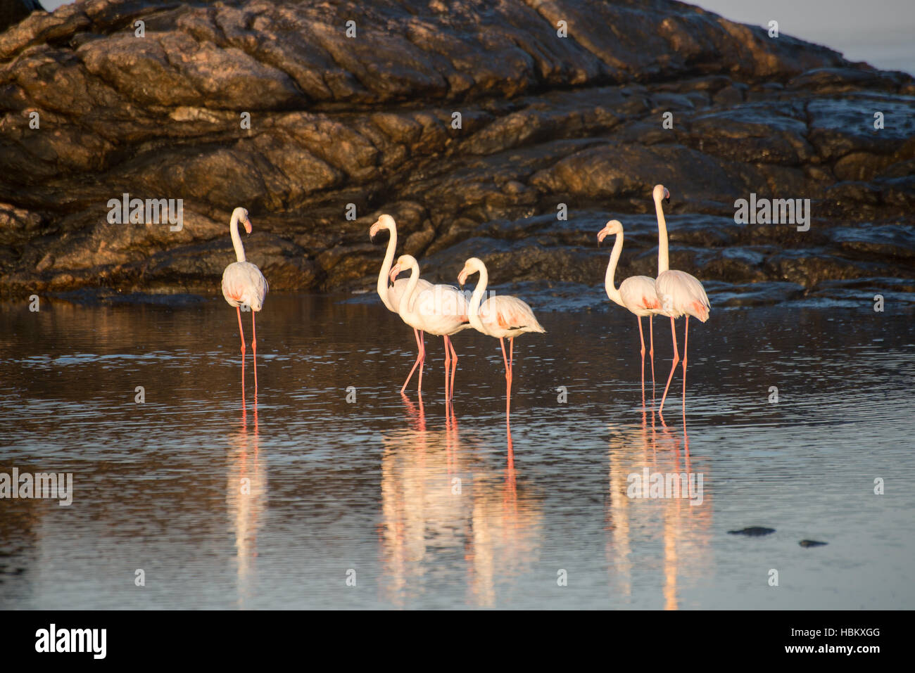 Flamants Roses dans un bassin de marée Banque D'Images