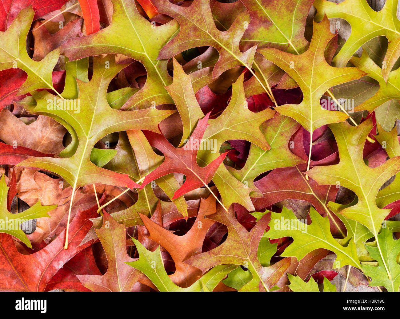 Au début de l'automne dans les feuilles mise en page châssis rempli Banque D'Images