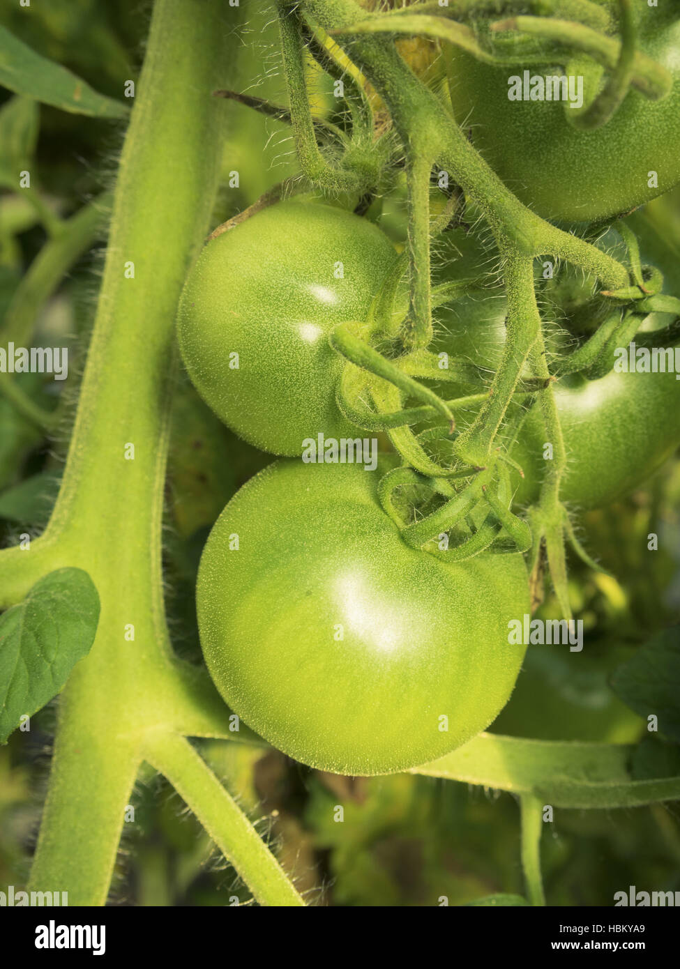 La culture des tomates v Banque D'Images