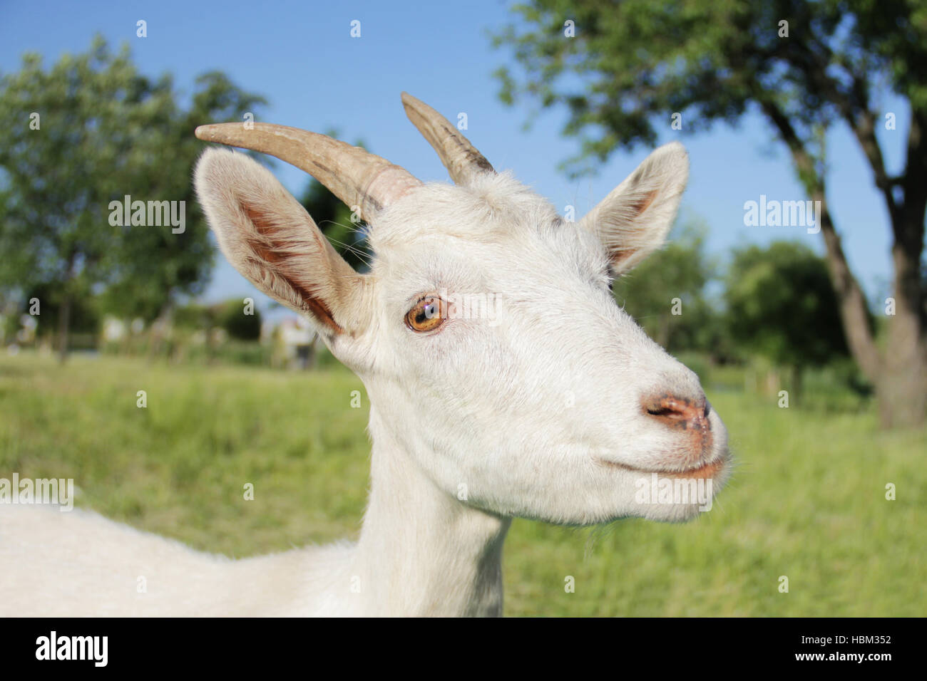 Funny portrait chèvre blanche Banque D'Images