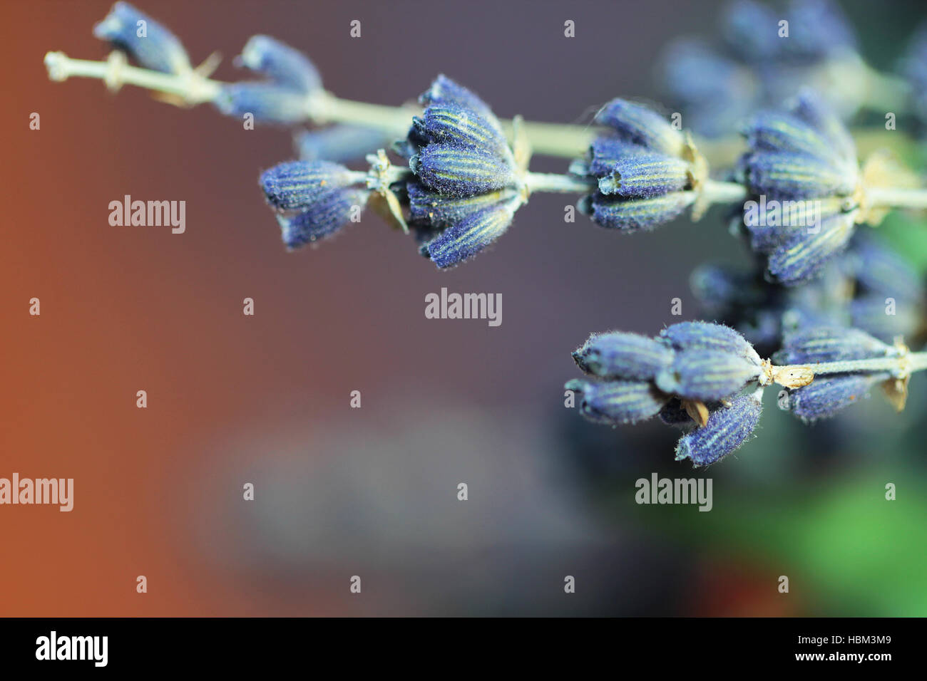Bouquet de tulipes, eucalyptus, lavande Banque D'Images