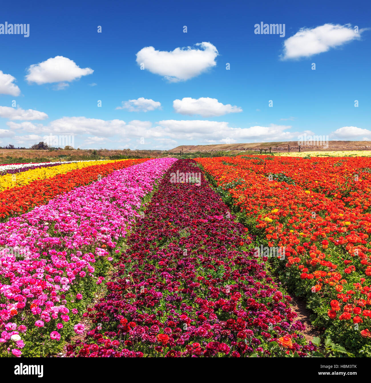 Floraison de printemps renoncules Banque D'Images