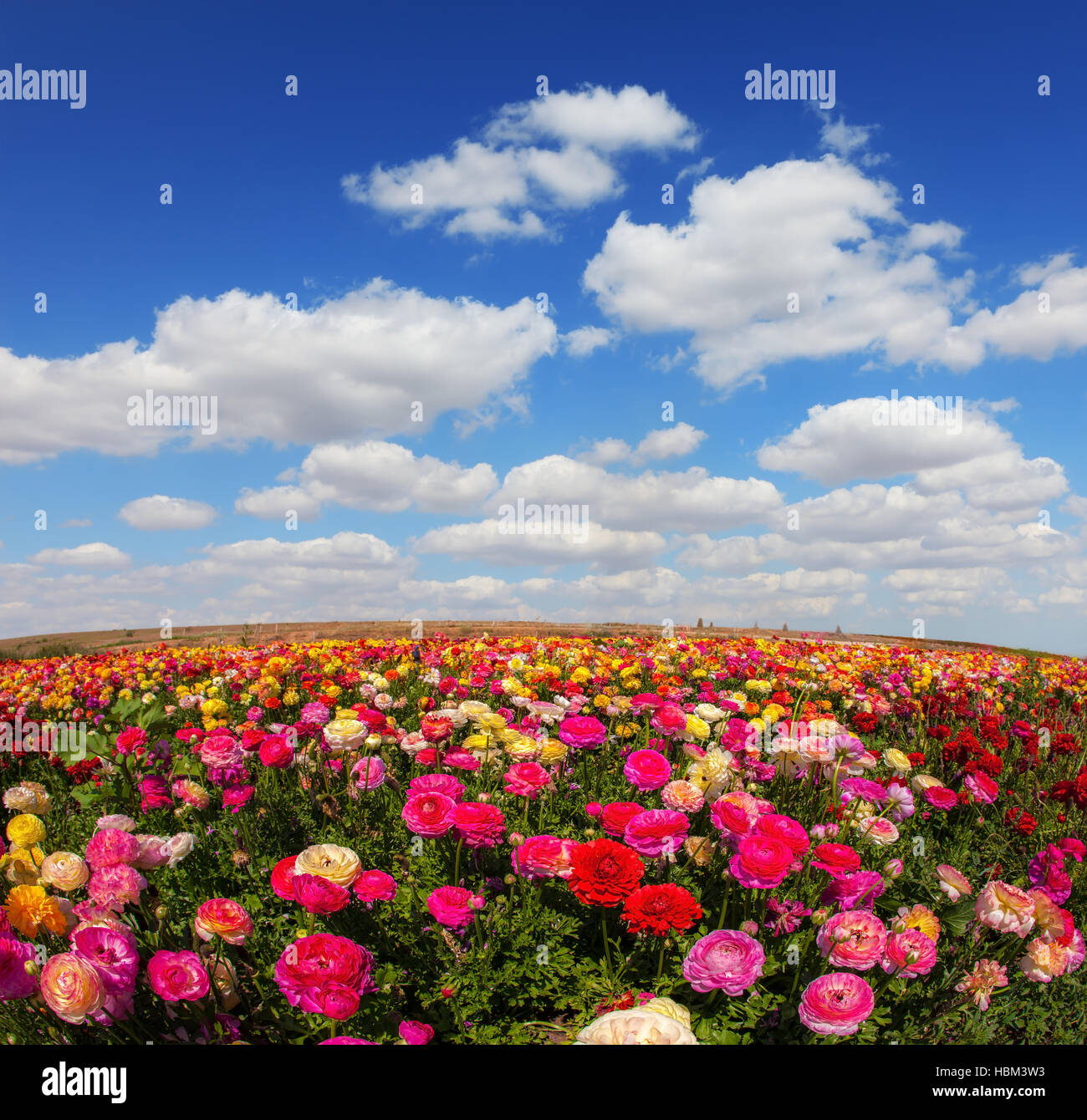 Jardin de printemps ranunculus Banque D'Images