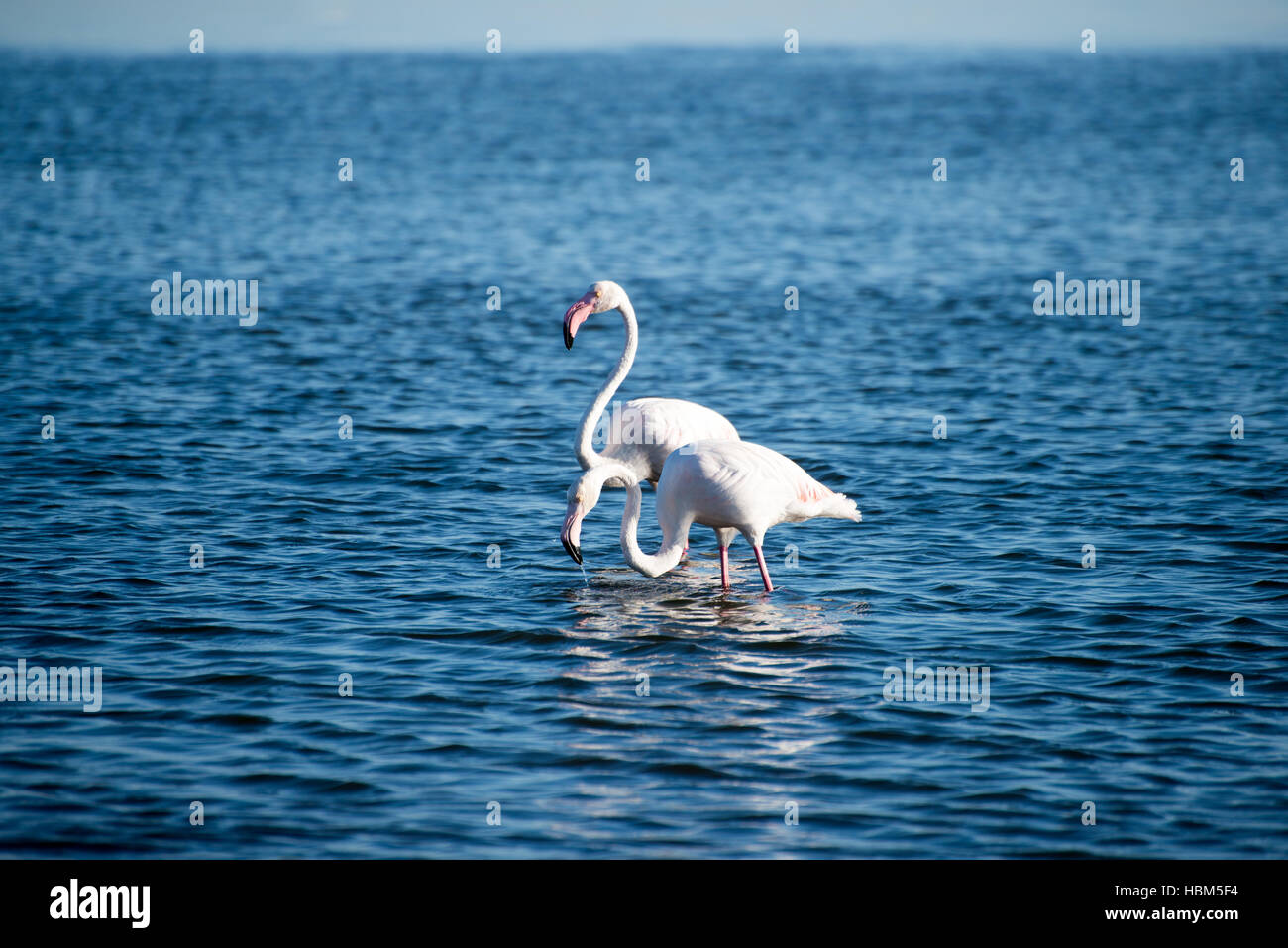 Flamants Roses dans l'eau de mer peu profonde. Banque D'Images