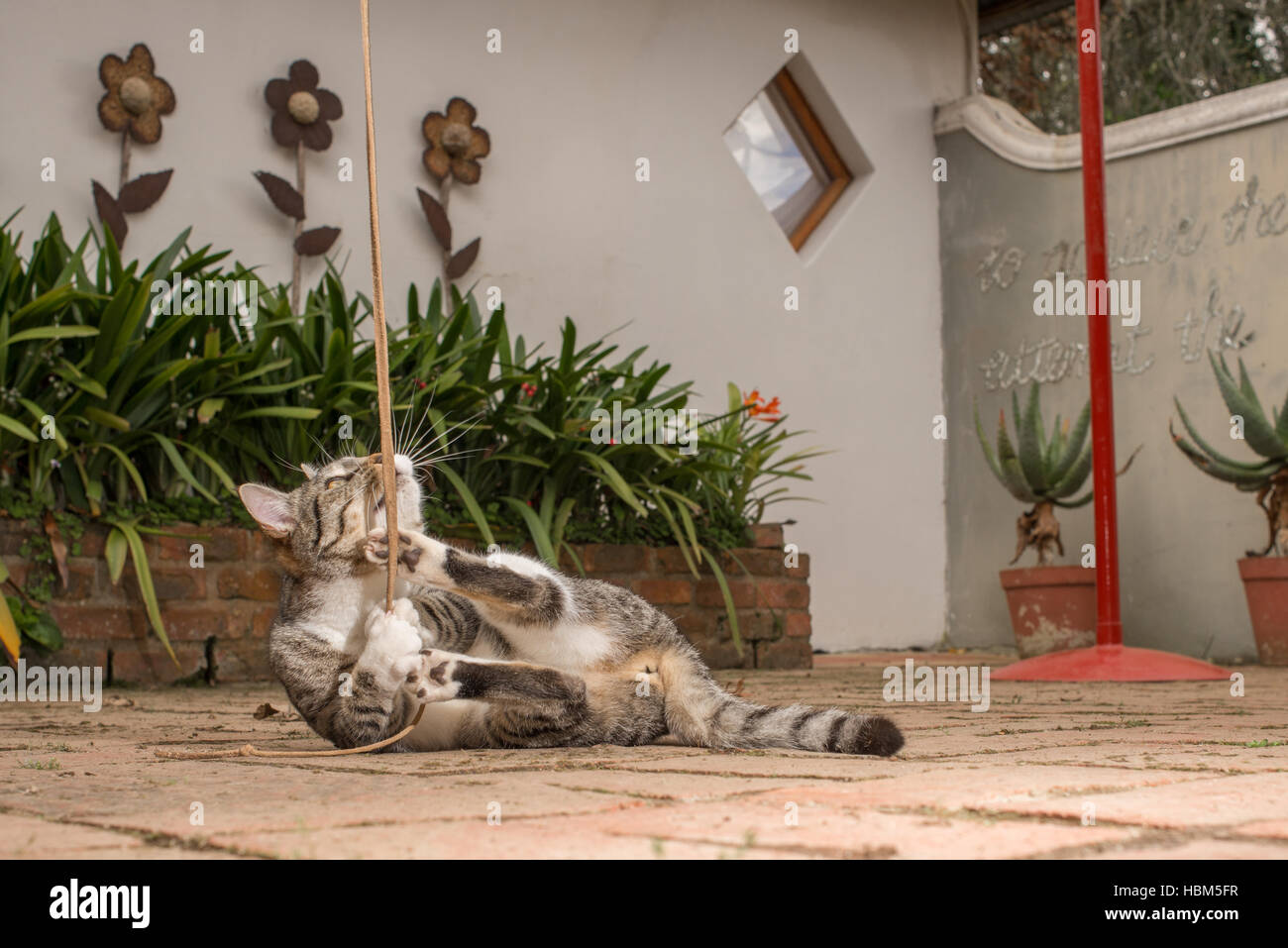 Chat jouant avec corde Banque D'Images