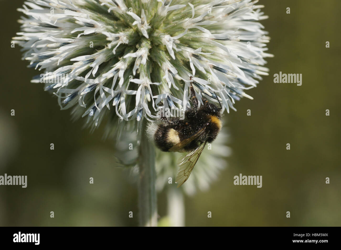 Echinops ritro, bourdons, Globe-Thistle Banque D'Images