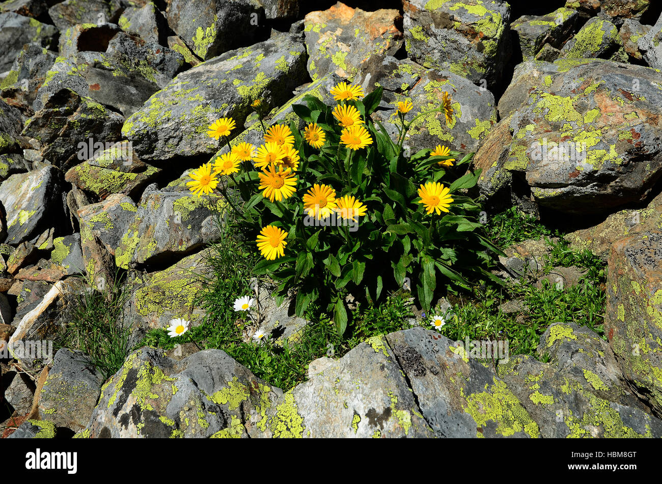 Fleur, fleur, alpine Banque D'Images