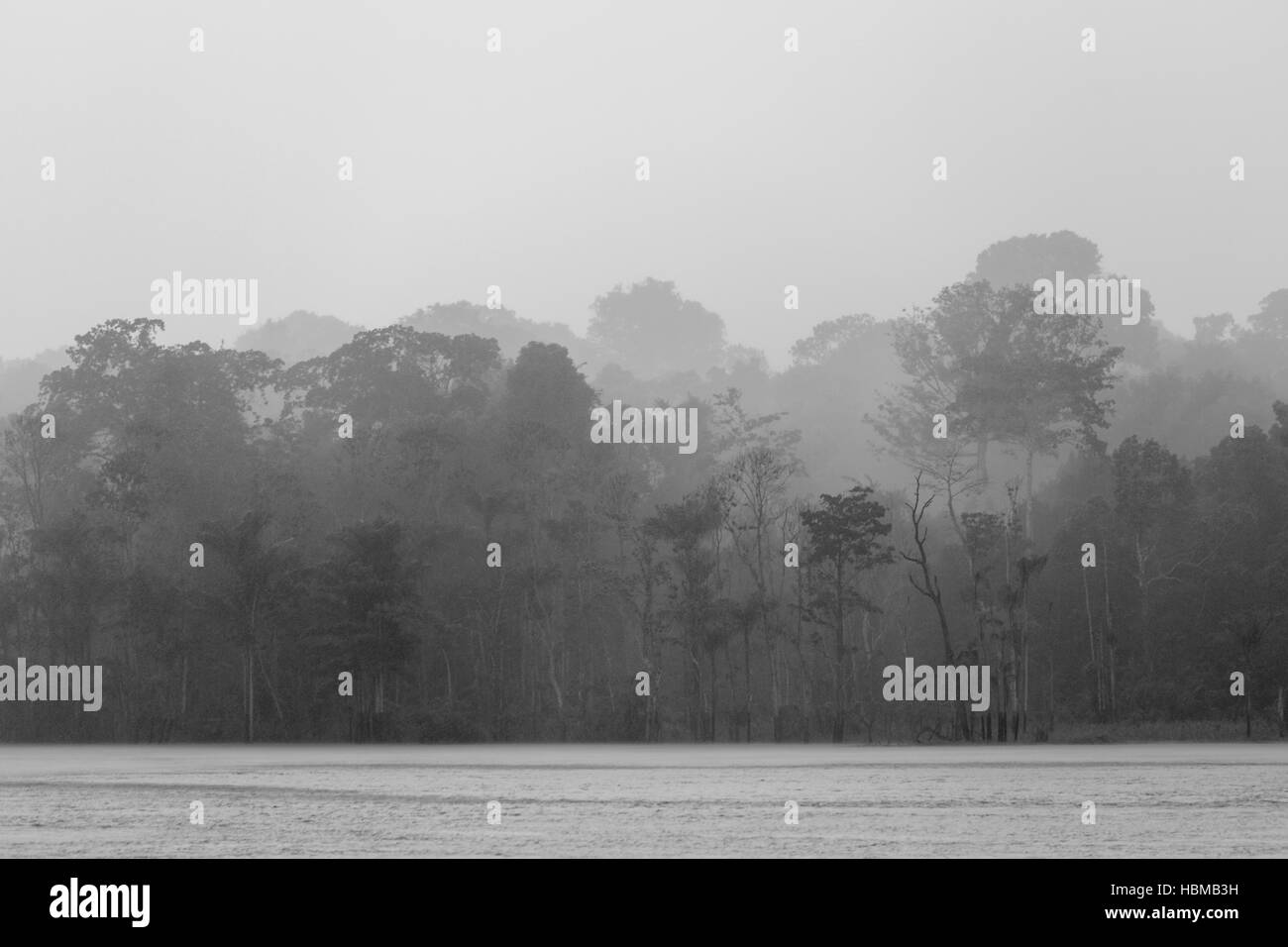 Pluie en forêt tropicale, sur l'Amazone, Brésil Banque D'Images