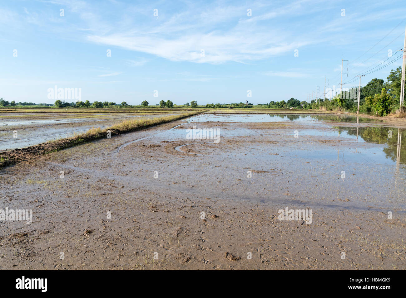 Préparer le sol pour la culture du riz Banque D'Images