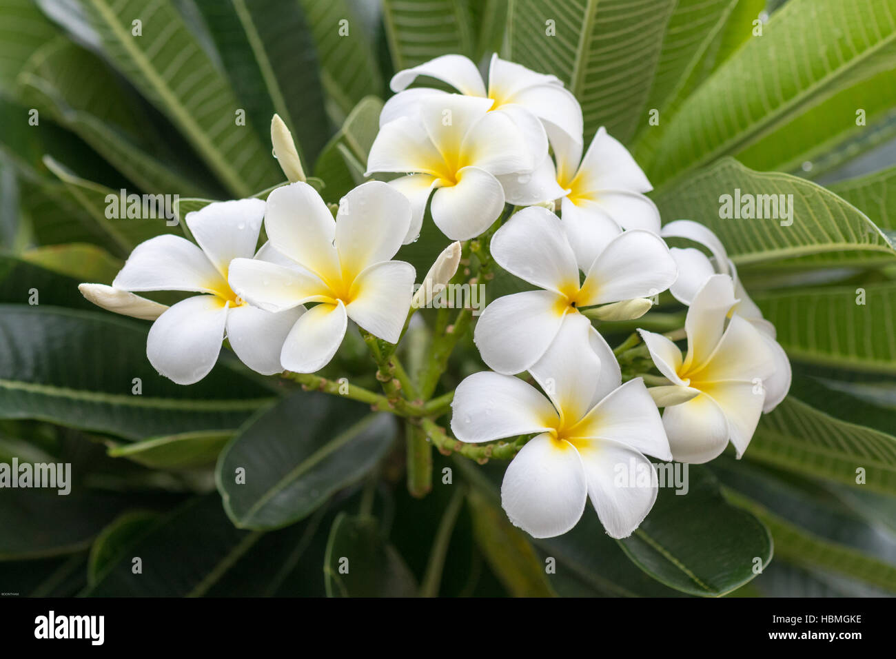 Une floraison parfumée Plumeria arbre tropical d'un genre qui comprend le frangipani Banque D'Images