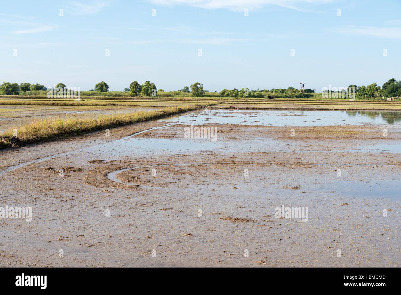 Préparer le sol pour la culture du riz Banque D'Images