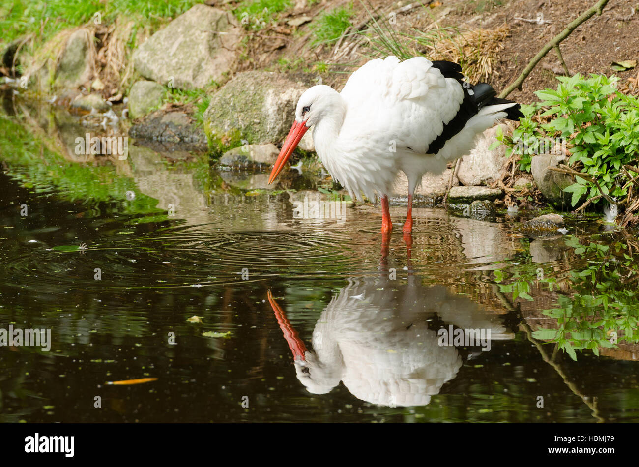 Stork Banque D'Images