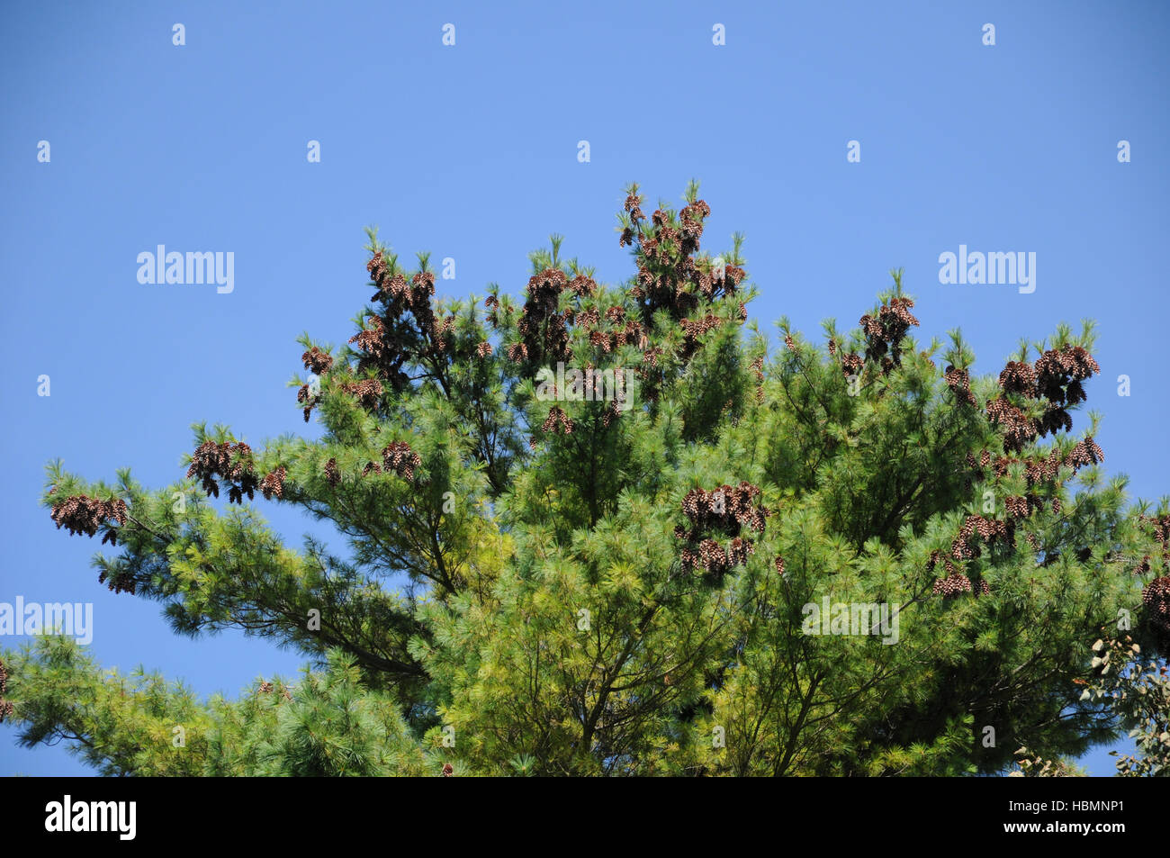 Weymouth pine cones pinus strobus Banque de photographies et d’images à — free download