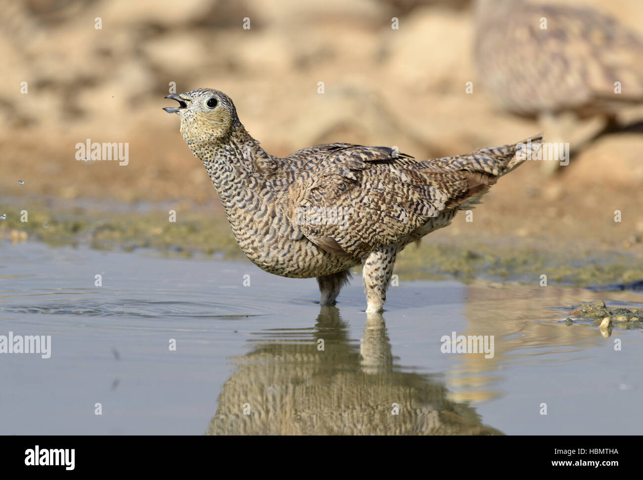 - Ganga couronné Pterocles coronatus Banque D'Images